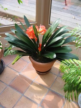 Clivia