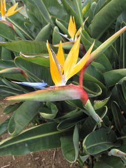 Oiseau du paradis - Strelitzia reginae