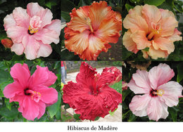 Hibiscus rosa sinensis - Hibiscus - Rose de Chine - Rose de Cayenne