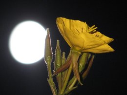 Jardiner avec ou sans la lune ?