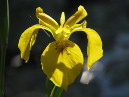 Iris des jardins