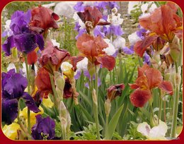 Iris des jardins