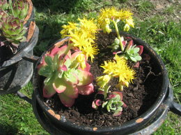 Le sedum palméri