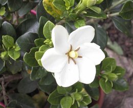 Mon gardenia jasminoïdes 'Kleim's Hardy'