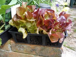 Laitue 'Feuille de chêne' - Salade