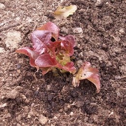 Laitue 'Feuille de chêne' - Salade