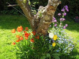 Des fleurs pour tous les jardinautes