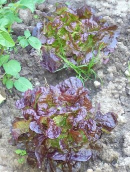 Laitue 'Feuille de chêne' - Salade