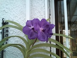 orchidée Vanda