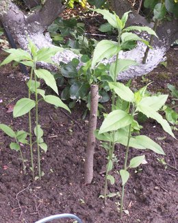 Plantation de topinambour