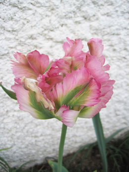 Tulipe - Tulipa