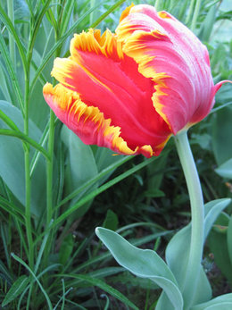 Tulipe - Tulipa