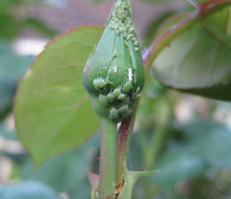 Puceron noir ou vert