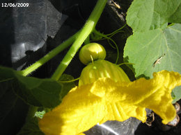 CITROUILLES ................FUTURS CAROSSES ?