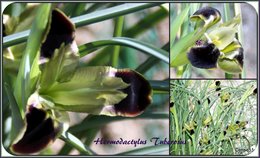 Iris des jardins