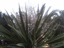 Yucca gloriosa - Yucca glorieux