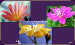 Lewisia cotyledon