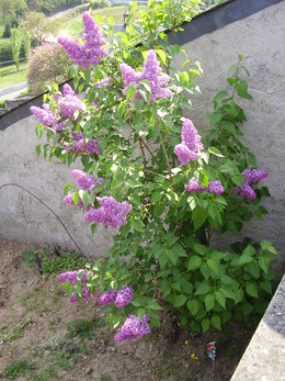 Glycine fleurie 