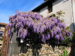 Glycine fleurie 