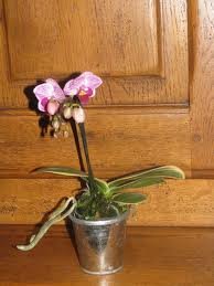 Mini orchidée, refleurira, refleurira pas ???