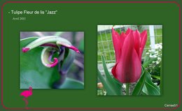 Fleur de Tulipe . . . 