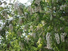 Beignets de Fleurs d'acacia