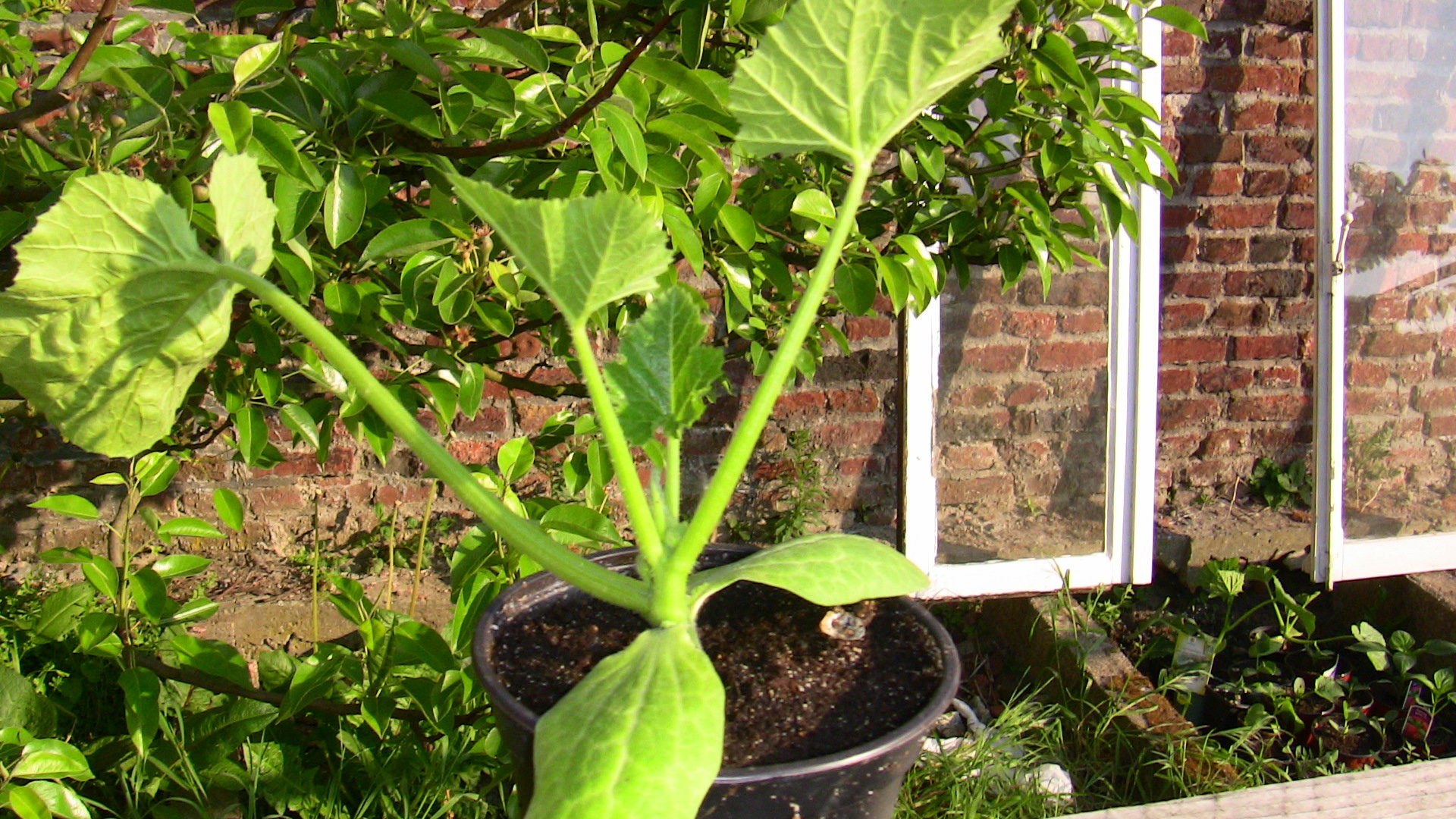 comment pincer les courgettes? Forum jardinage