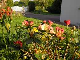 Quelle variété que ce rhodo