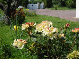 Quelle variété que ce rhodo