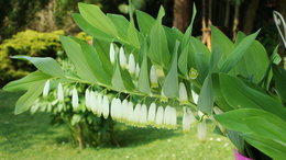 Plantation de topinambours