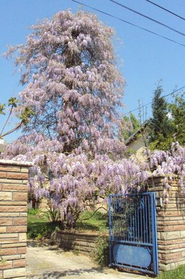 Glycine fleurie 