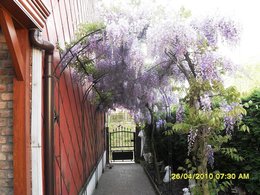 Glycine fleurie 