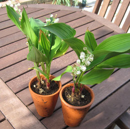 Muguet - Convallaria majalis