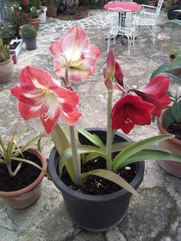 Amaryllis - Hippeastrum