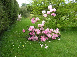 Rhododendron