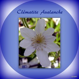 Fleur de Clématite . . . 