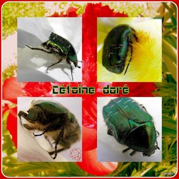 Cétoine dorée - Cetonia aurata