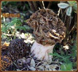 Mycologies des jardins . . .