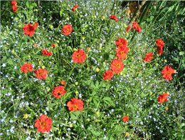 Geum coccineum - Benoîte