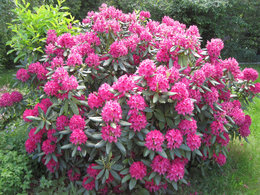 Rhododendron