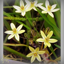 Bulbes de printemps après la floraison :