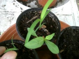 Courgette