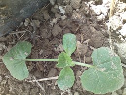 Courgette