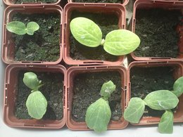 Courgette