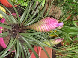 Quelle est cette plante ?