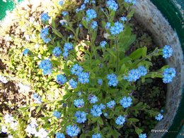 Myosotis