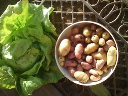 Pommes de terre nouvelles