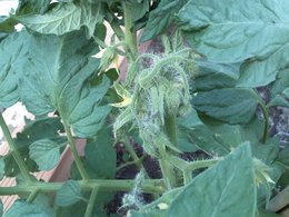 tomates/tomates cerises