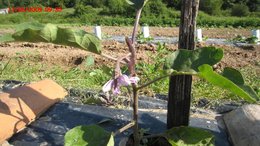 Aubergine - Solanum melongena