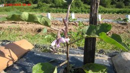 Aubergine - Solanum melongena